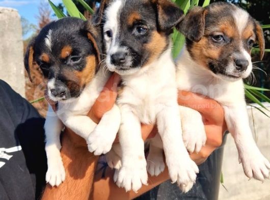 Erkek Jack Russel Yavrular