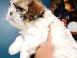 Show Kalite Shıh Tzu Yavrular