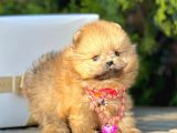 Teddy Face Boo Pomeranian Yavrular