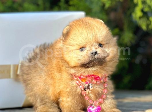 Teddy Face Boo Pomeranian Yavrular görsel