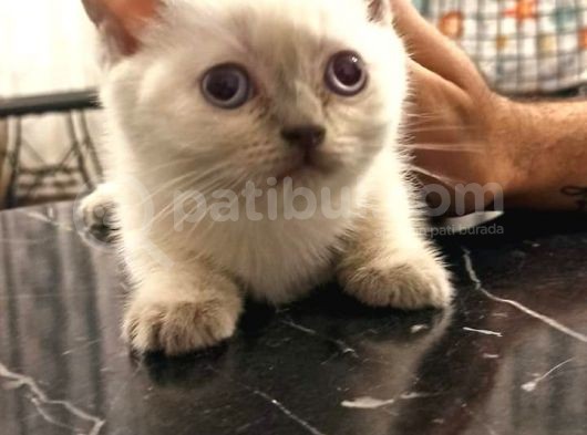 2 Adet Erkek Yavrumuz Yeni Sahibini Arıyor görsel