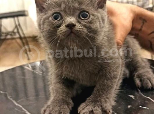 2 Adet Erkek Yavrumuz Yeni Sahibini Arıyor görsel