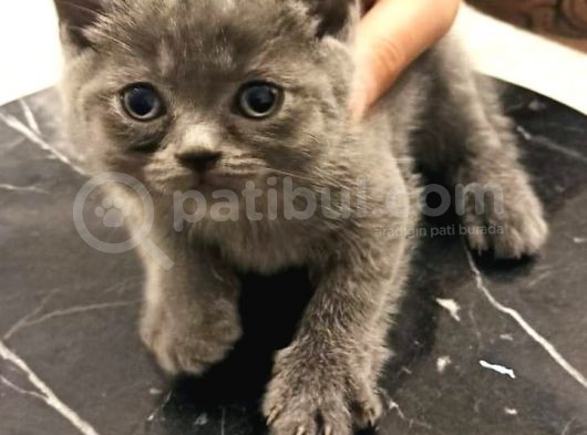 2 Adet Erkek Yavrumuz Yeni Sahibini Arıyor görsel