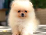 Ayicik Üst Kali̇te Pomerani̇an Boo