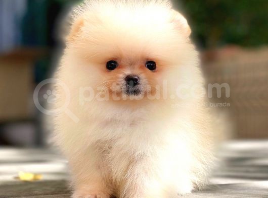 Ayicik Üst Kali̇te Pomerani̇an Boo görsel