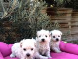 A Kalite Maltese Terrier