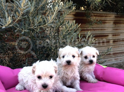 A Kalite Maltese Terrier görsel