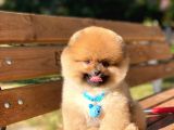 Muhteşem Güzellik Pomeranian Boo Teddy Bear