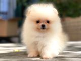 Muhteşem Güzellik Pomeranian Boo Teddy Bear