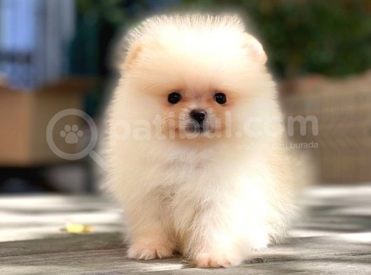 Muhteşem Güzellik Pomeranian Boo Teddy Bear