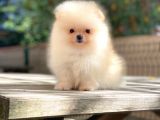 Muhteşem Güzellik Pomeranian Boo Teddy Bear