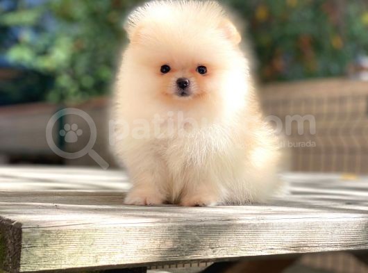 Muhteşem Güzellik Pomeranian Boo Teddy Bear görsel