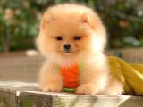 Muhteşem Güzellik Pomeranian Boo Teddy Bear