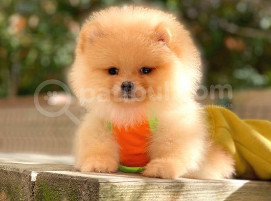 Muhteşem Güzellik Pomeranian Boo Teddy Bear görsel