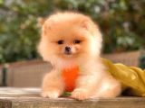 Muhteşem Güzellik Pomeranian Boo Teddy Bear