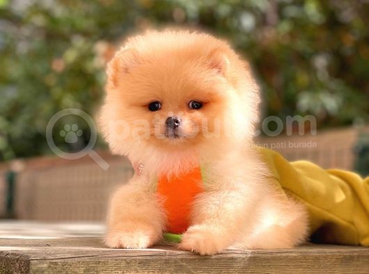 Muhteşem Güzellik Pomeranian Boo Teddy Bear görsel