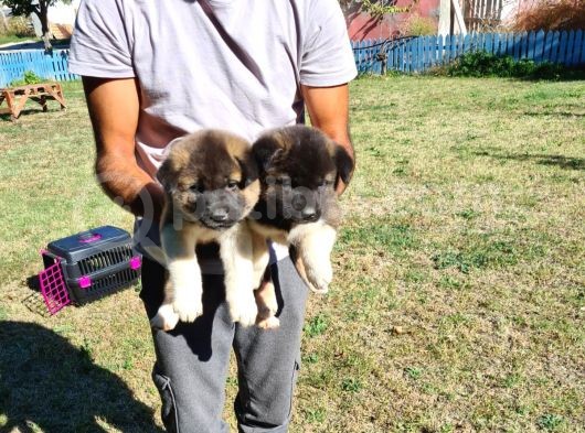A Kalite American Akita görsel