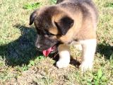 A Kalite American Akita