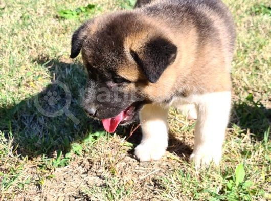 A Kalite American Akita görsel