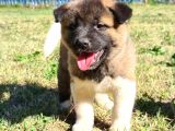 A Kalite American Akita