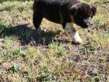 A Kalite American Akita