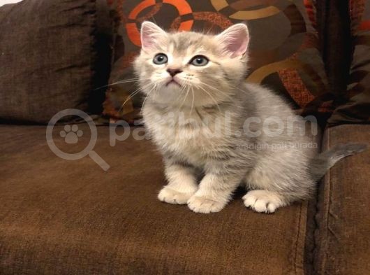 Yavru Kedı Oyuncu British Shorthair görsel