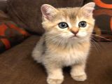 Yavru Kedı Oyuncu British Shorthair