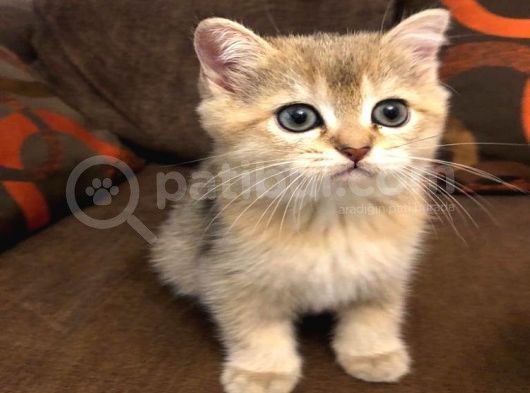 Yavru Kedı Oyuncu British Shorthair
