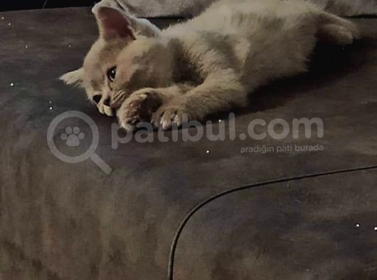 2 Adet Erkek Yavrumuz Yeni Sahibini Arıyor görsel
