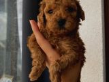 Aşılı Pasaportlu Toypoodle Bebeklerimiz