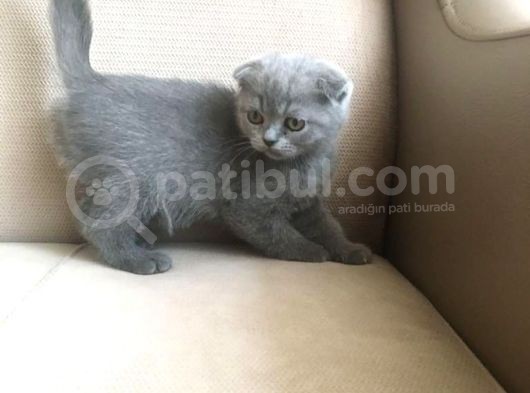 Scotti̇sh Fold Yavrularimiz Gelmi̇şti̇r görsel