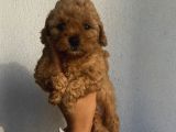 Aşılı Pasaportlu Toypoodle Bebeklerimiz