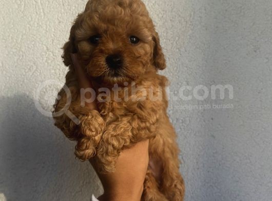 Aşılı Pasaportlu Toypoodle Bebeklerimiz görsel