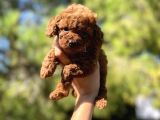 Sağlik Garanti̇li̇ Toy Poodle Yavrular