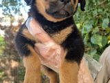 Rottweiler Yavrumuz