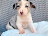 Renk Renk Border Collie Yavrular