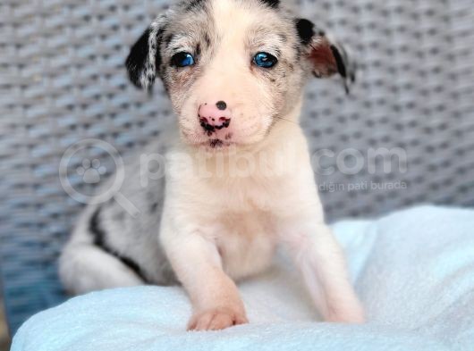 Renk Renk Border Collie Yavrular görsel