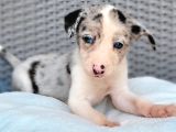 Renk Renk Border Collie Yavrular