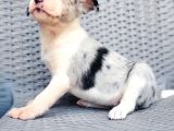 Renk Renk Border Collie Yavrular