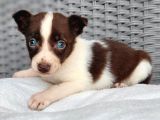 Renk Renk Border Collie Yavrular