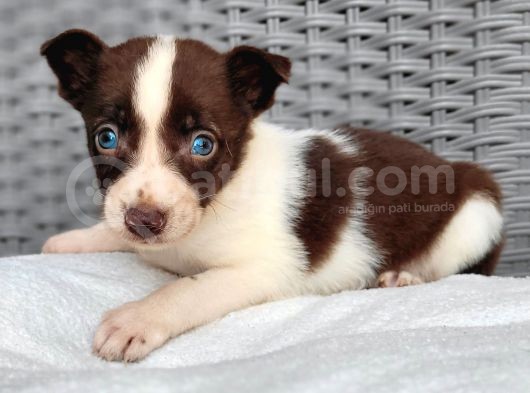 Renk Renk Border Collie Yavrular görsel