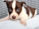 Renk Renk Border Collie Yavrular
