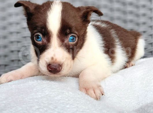 Renk Renk Border Collie Yavrular görsel