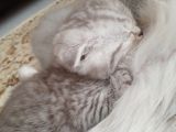 Birbirinden Harika Yavrular Scottish Fold