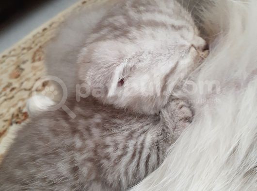 Birbirinden Harika Yavrular Scottish Fold görsel