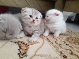 Birbirinden Harika Yavrular Scottish Fold