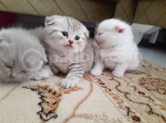 Birbirinden Harika Yavrular Scottish Fold