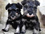Minyatür Schnauzer Yavru(Bursa Köpek Okulu)