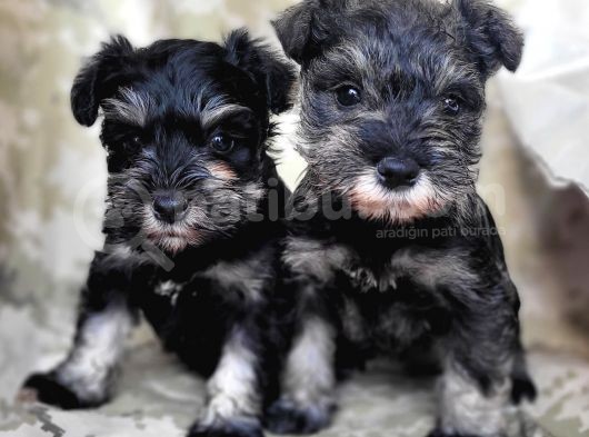 Minyatür Schnauzer Yavru(Bursa Köpek Okulu) görsel