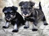 Minyatür Schnauzer Yavru(Bursa Köpek Okulu)